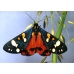 Scarlet Tiger Moth dominula 10 larvae 